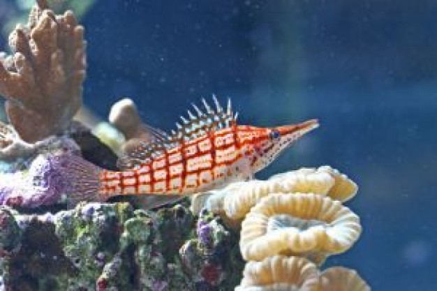 Fish tropical Great Barrier Reef fish about Coral reef Marine